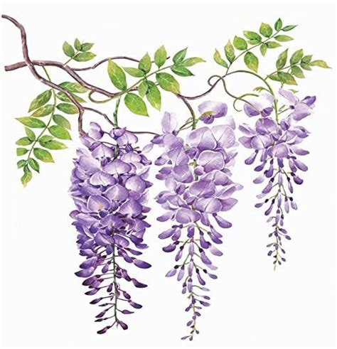 Katern Wisteria Watercolor Painting Hand Drawn On White The Arts