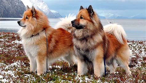 Eurasier Dog Breed Information And Facts Pictures Pets Feed