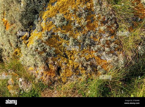 Green And Yellow Lichen On A Rock On A Beach Near Peninver On The