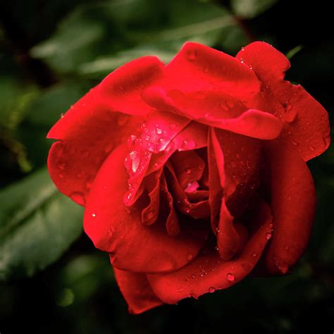 Red Rose After The Rain Photograph By Tony Pirtle Fine Art America