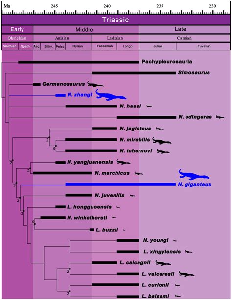 Phylogenetic Relationships And Stratigraphic Occurrences Of