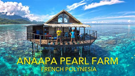 Incredible French Polynesia Anapa Pearl Farm Raiatea Society Islands