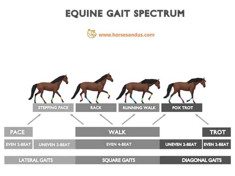 5 Stages Of A Horses Life Cycle Multimedia Horses And Us