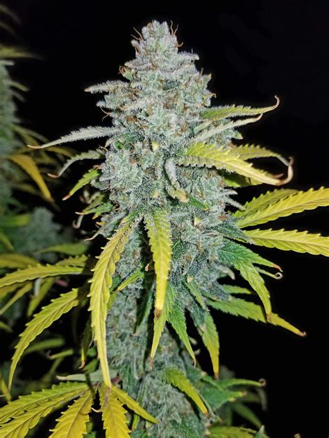 Blue Dream'matic Seeds - Fast Buds Autoflowering Cannabis