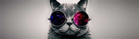 Cat With Glasses Hd Wallpapers Top Free Cat With Glasses Hd