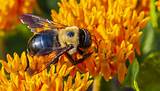 According to tew, there is no universally accepted, good way to control carpenter bees, there are, however, many prevention methods. Keeping Carpenter Bees Away By Improving Your Home - Vulcan Termite & Pest Control