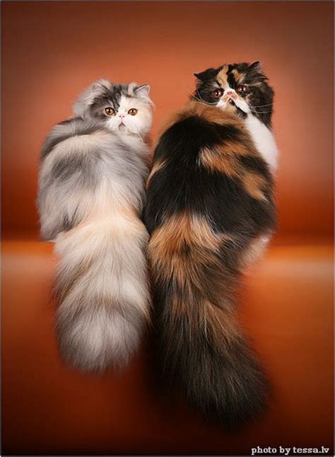 1,000+ vectors, stock photos & psd files. 20+ Persian Cat Kittens That Will Melt Your Heart ...