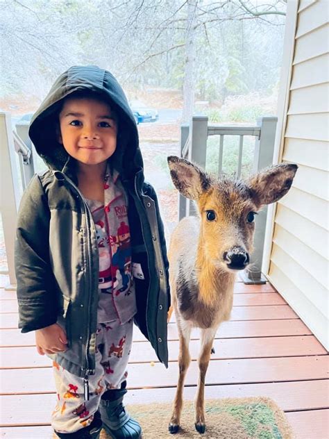 Little Boy And Deer Little Boy Becomes Friends With A Baby Deer While