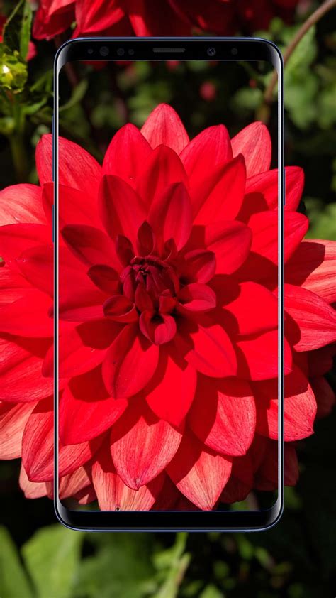 Dahlias Flower Wallpapers