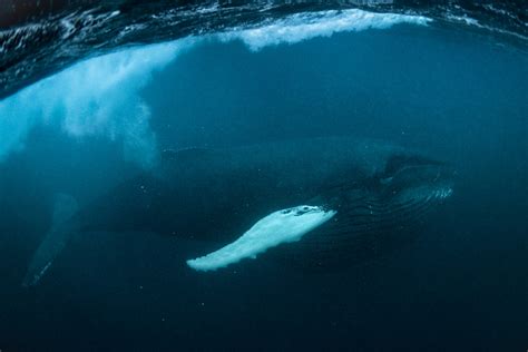 Feeding Humpback Whale Herring Underwater George Karbus Photography
