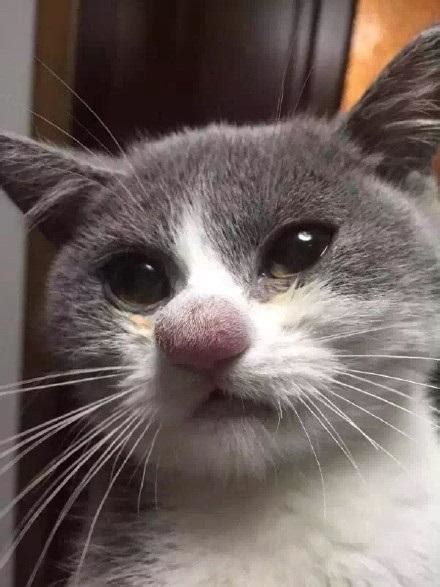 Most often this occurs on the face, typically near the nose, or on a paw, thanks to the cat's tendency to bat her prey around. way2cuteaww: Cat's nose after losing a fight with a bee