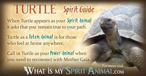 Explore Turtle Symbolism And Meaning Spirit Totem And Power Animal