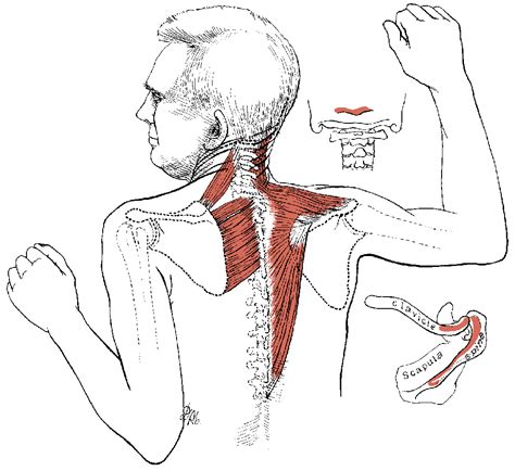 Trapezius Muscle Spasm In Your Upper Back Or Rhomboid Muscle Spasm
