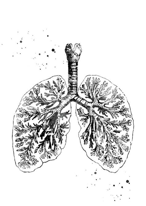Anatomical Lungs 3 Digital Art By Erzebet S Pixels