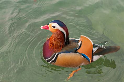 Mandarin Duck Stock Photo Image Of Fauna Blue Bright 34924056