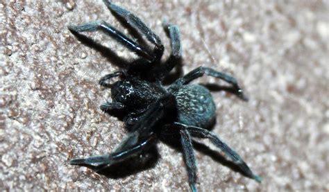 Black House Spider Facts Venom And Habitat Information