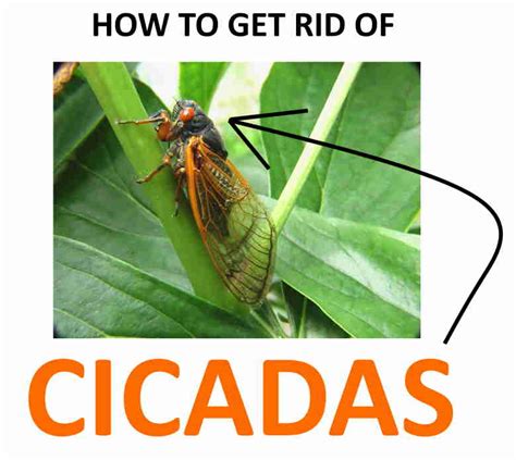 How To Get Rid Of Cicadas Everything You Need To Know 2021 Bugwiz