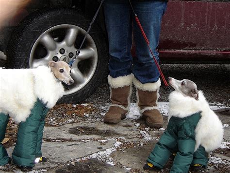 Two Small Dogs Wearing Snow Boots Standing Next To A Person In Front Of