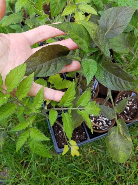 Tomato Plant Leaves Turning Black