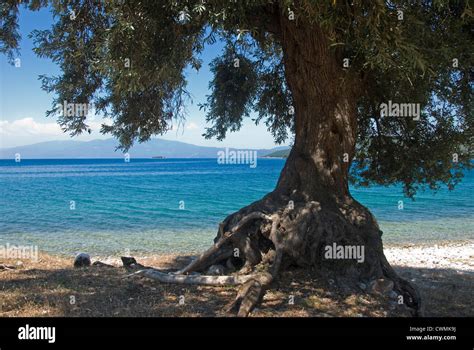 Olive Tree On The Beach Pelion Peninsular Thessaly Greece Stock