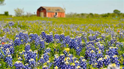 Bluebonnets, indian paintbrush, mexican hat, evening primrose and. The Best Places to See Beautiful Bluebonnets in Texas