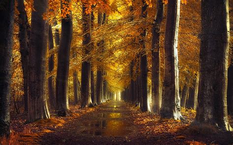 Tapety Slunečnímu Záření Stromy Krajina Les Podzim Listy
