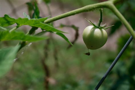 Needed it fixed asap so i took the rim off and took it to. Cheap tomato plant | Broken stem off a tomato plant, stuck ...