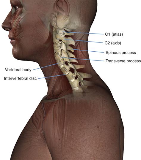 Spine Radiology Key