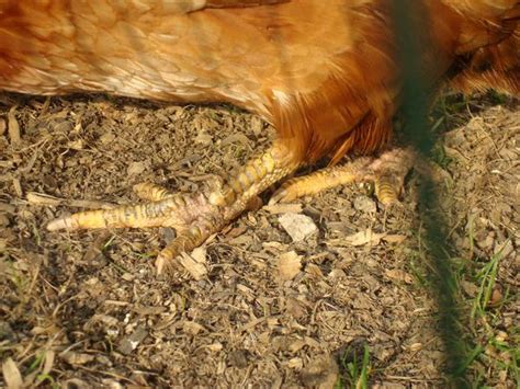 Chickens Scaly Leg Mites The Second Half