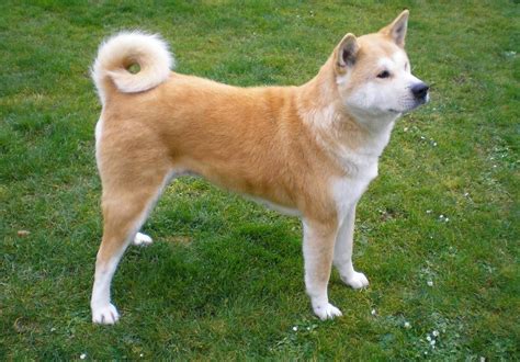 Dogs with curly coats are considered no to low shedding, but are not necessarily easy to maintain. The Breeds of Dogs with Curly Tails | Pets Nurturing