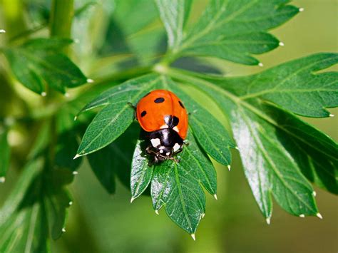 11 Fascinating Ladybird Facts Love The Garden