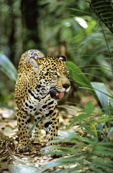 The Elusive Jaguar In The Amazon Rainforest Rainforest