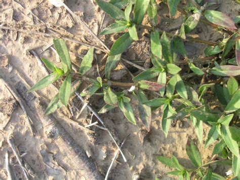 Check spelling or type a new query. Virginia Buttonweed