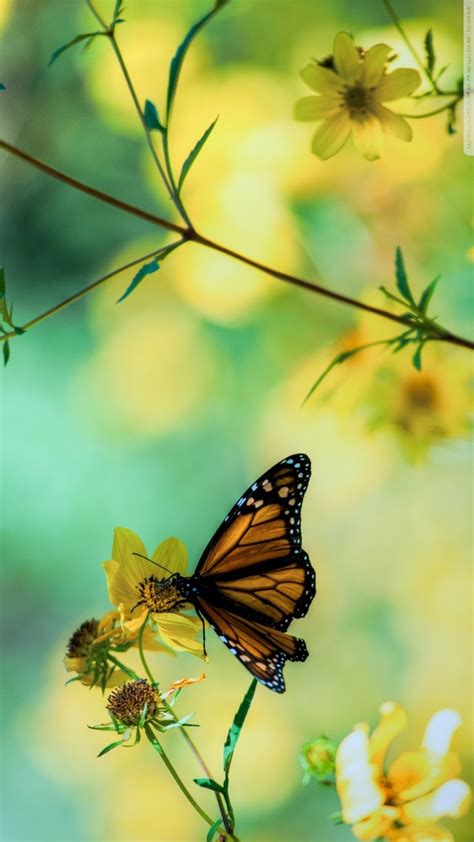 Amazing Butterfly Wallpaper For Iphone Images Wallpaper Joss