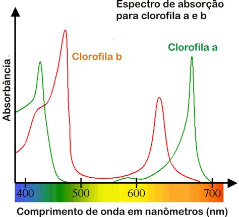 Mol Cula De Clorofila B