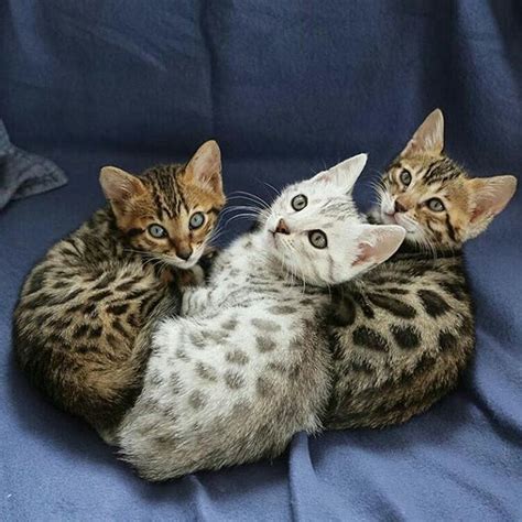 However, the bengal cat has a very good reputation of being the cleanest cat in the world. The 25+ best Bengal kittens ideas on Pinterest | Bengal ...