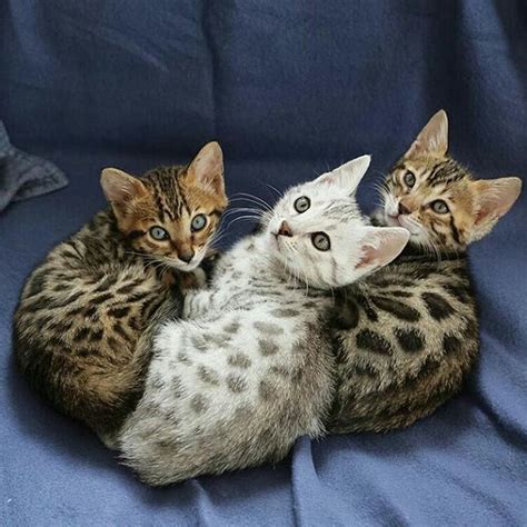 Male kitten #3 is sold ! 6091 best Kitty Kats images on Pinterest | Kitty cats ...