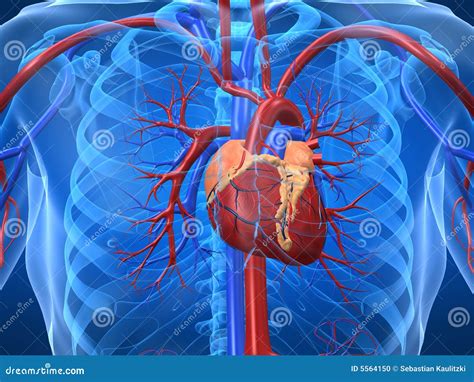 Sistema Cardiovascular Ilustração Stock Ilustração De Arterial 5564150