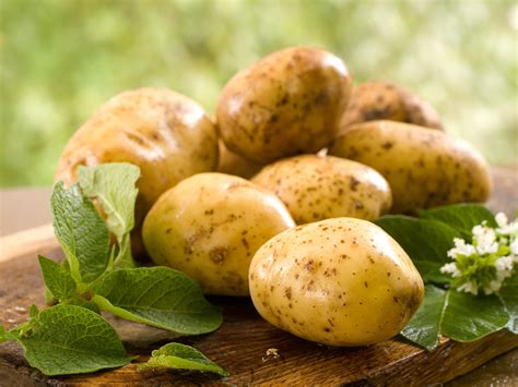 La culture de la pomme de terre