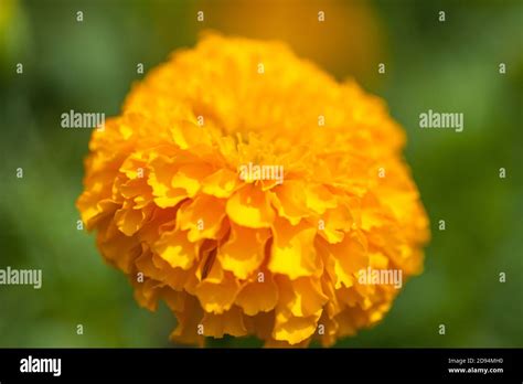 Yellow Marigold Flower With Blurred Stock Photo Alamy