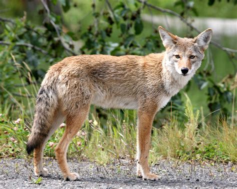 Coyote Zoo Guide