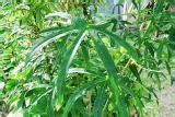 Check spelling or type a new query. ANEKA TUMBUHAN OBAT: Manfaat Daun Gedi