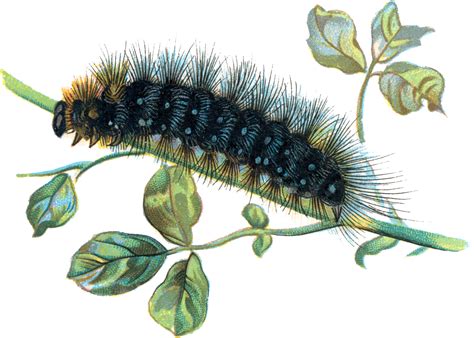 Easy and simple to follow. Caterpillar PNG Transparent Images | PNG All