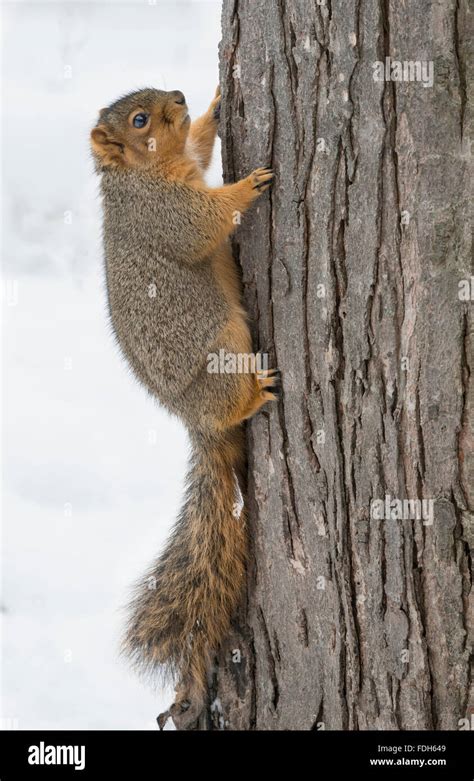 Eastern Fox Squirrel Sciurus Niger Climbing Tree Winter E North
