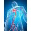 Human Vascular System Artwork  Stock Image F009/5845 Science