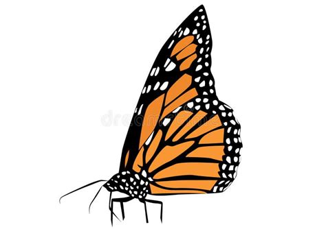 Monarch Butterfly Transparent Background Stock Illustrations 224