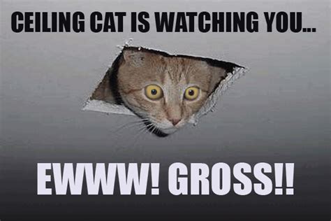 Ceiling Cat Meme Funny Image Photo Joke 02 Quotesbae