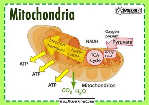 The cell is the basic unit of life. Structure and Parts of a Mitochondria