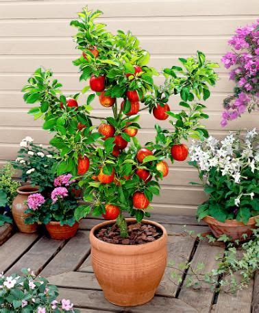 These dwarf potted fruit trees produce stone fruits that are firm, sweet, and juicy. dwarf apple tree! These are awesome small trees with real ...