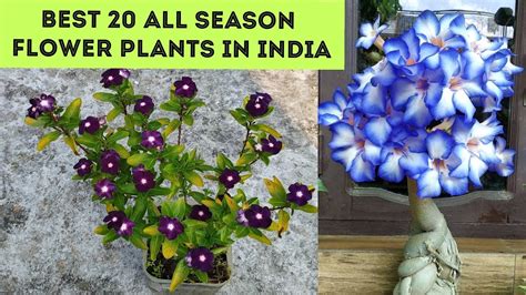 Indian Flower Plants Names Best Flower Site